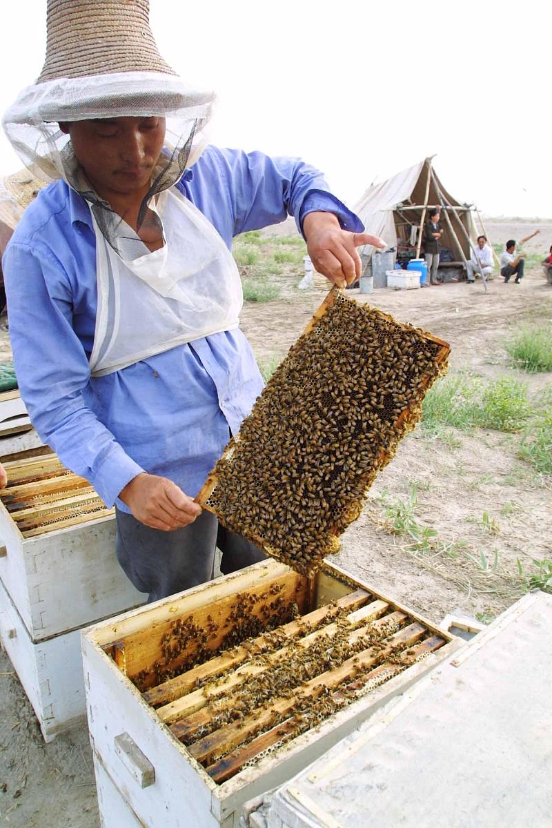 打蜜,是收获的时候.这个时候养蜂人的心里象这流趟的蜜一样甜.+++_+++