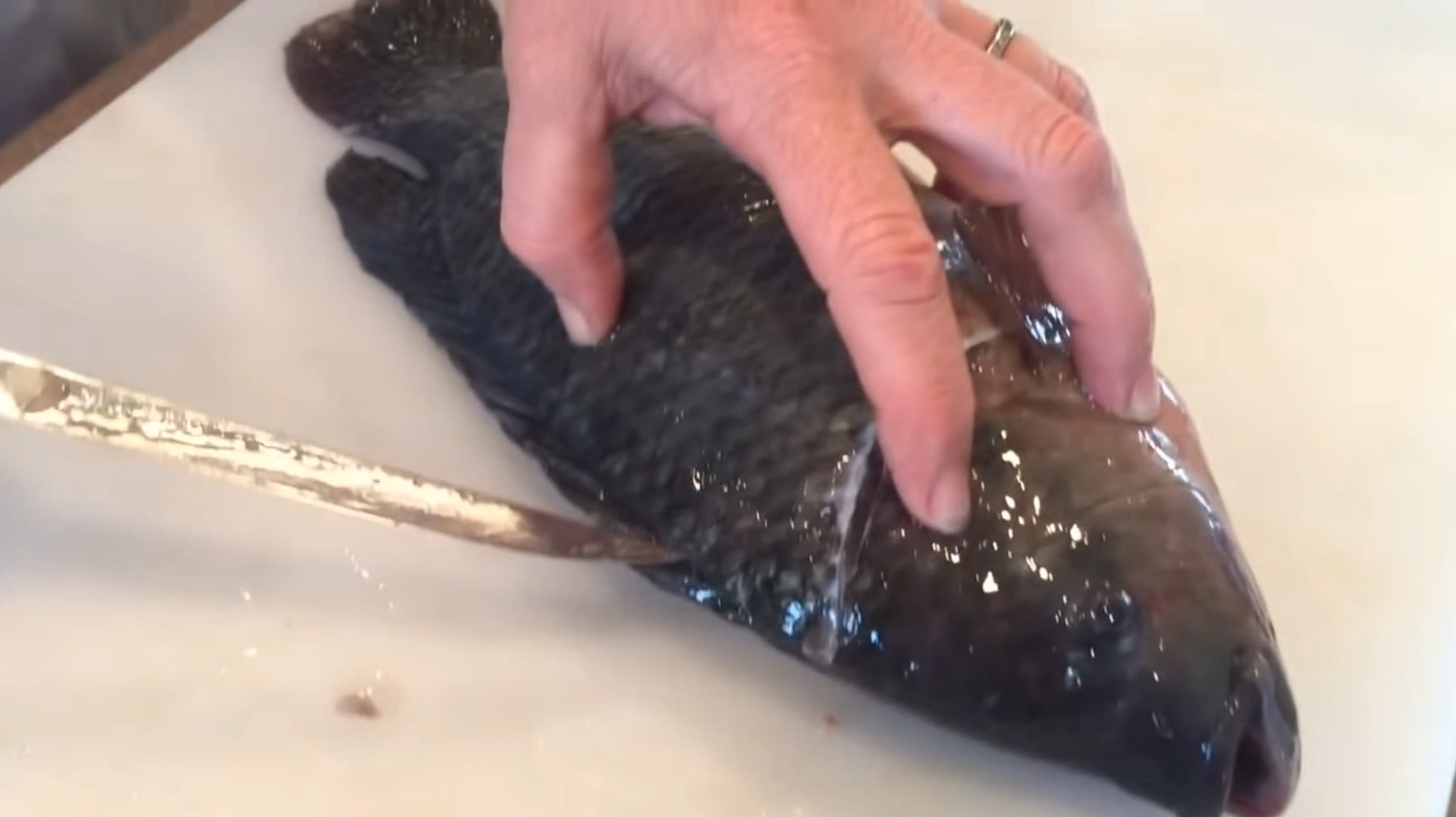 这种鱼从中国被大量进口,却遭日本人嫌弃,是美国人的“心头好”