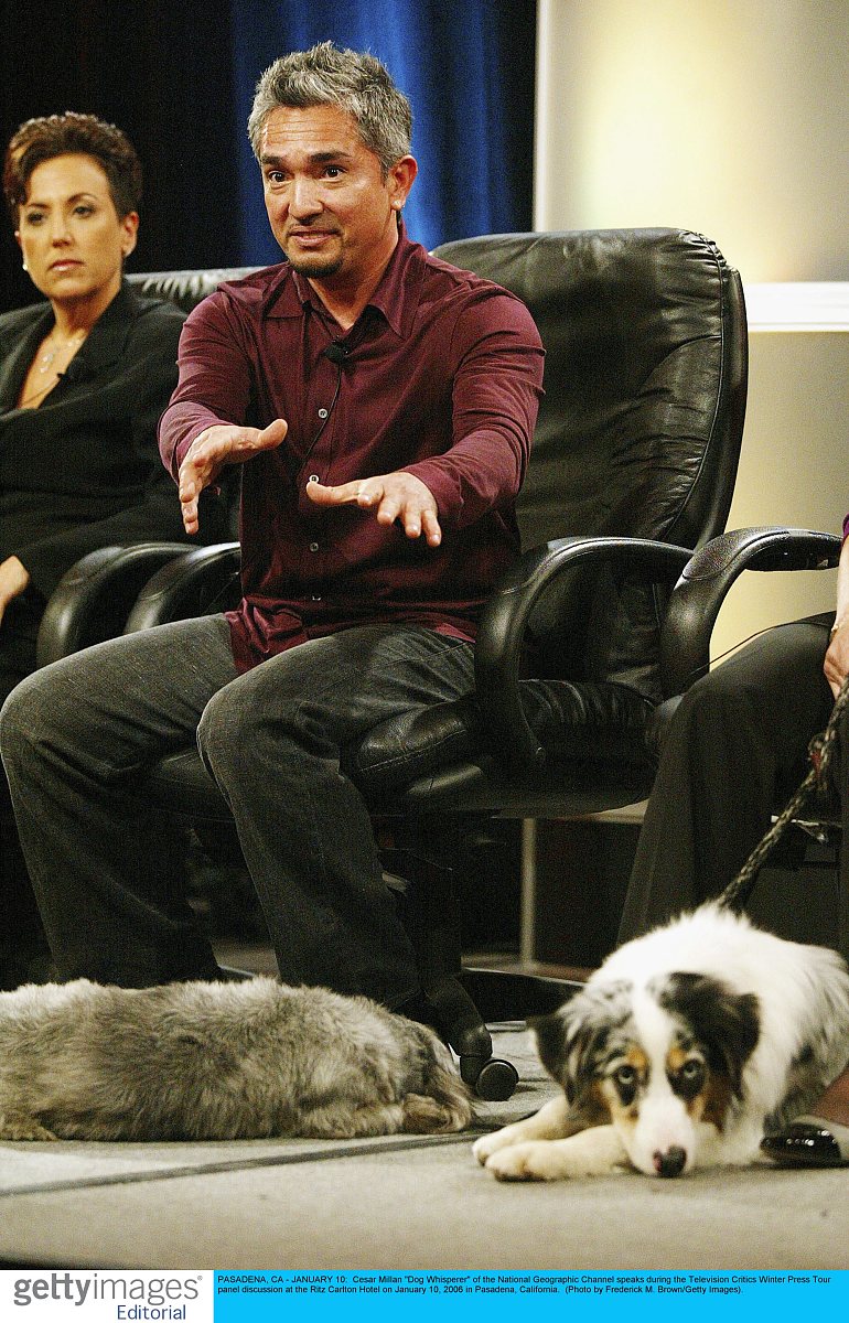 How Far Does Rue Run While Cesar Millan Walks Home?