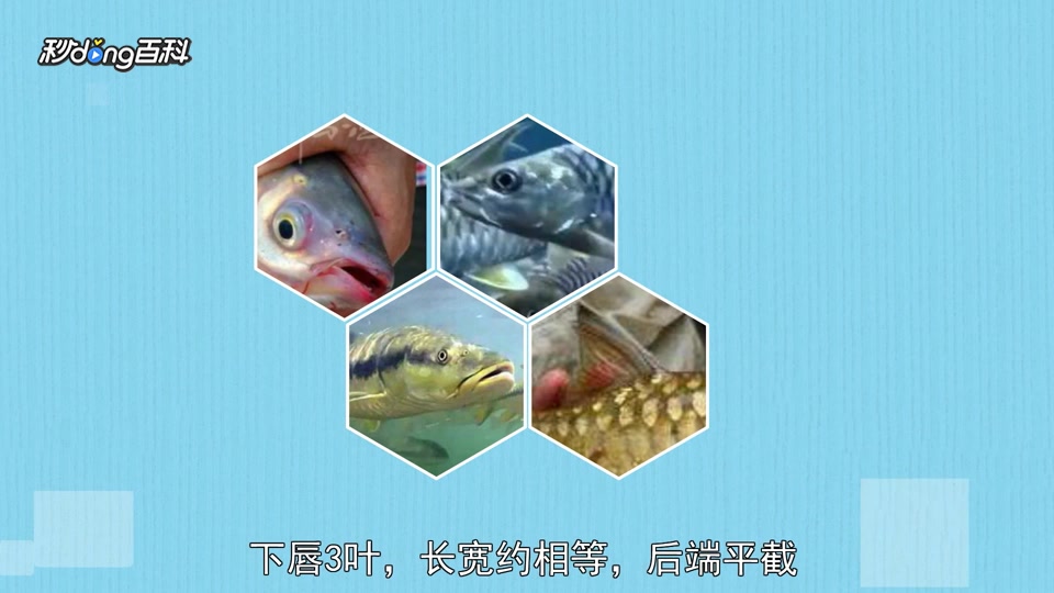 原来黄鳍结鱼长这样