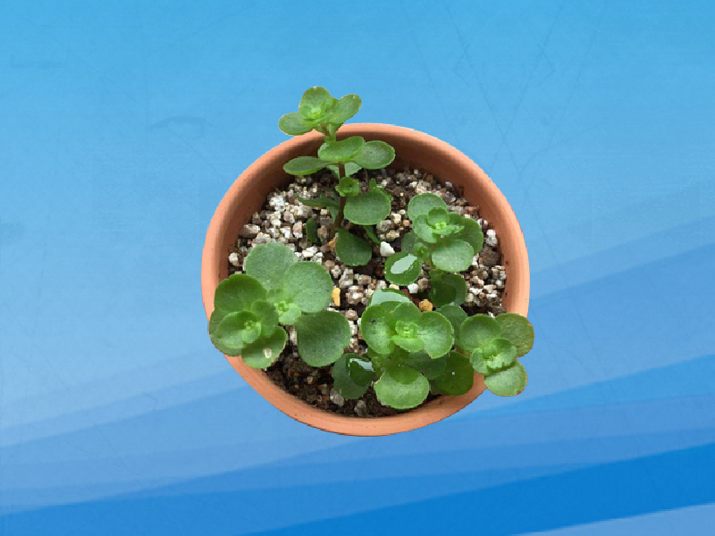 原来石板菜长这样