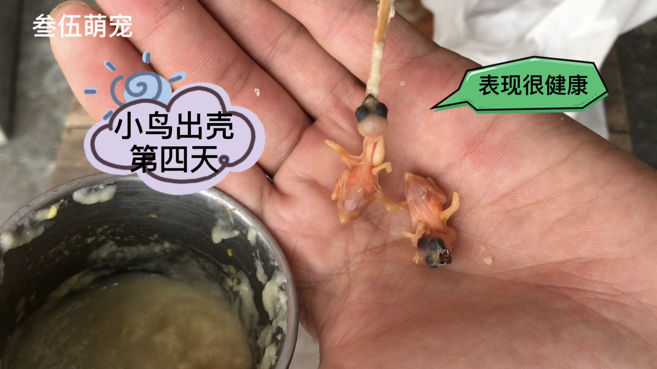 [图]小鸟出壳第四天,从它吃食的表现就能看出小鸟很健康