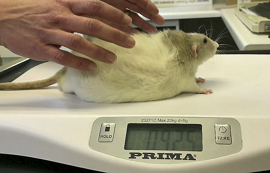 吃个饭又胖了 如何幽默回答