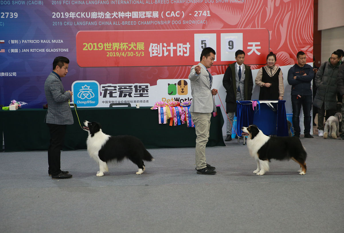 宠物殡葬服务合法化趋势：政策环境放开带来新机遇