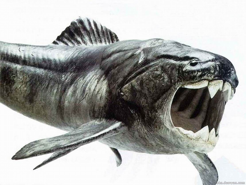 邓氏鱼:是一种活于泥盆纪时代的古生物
