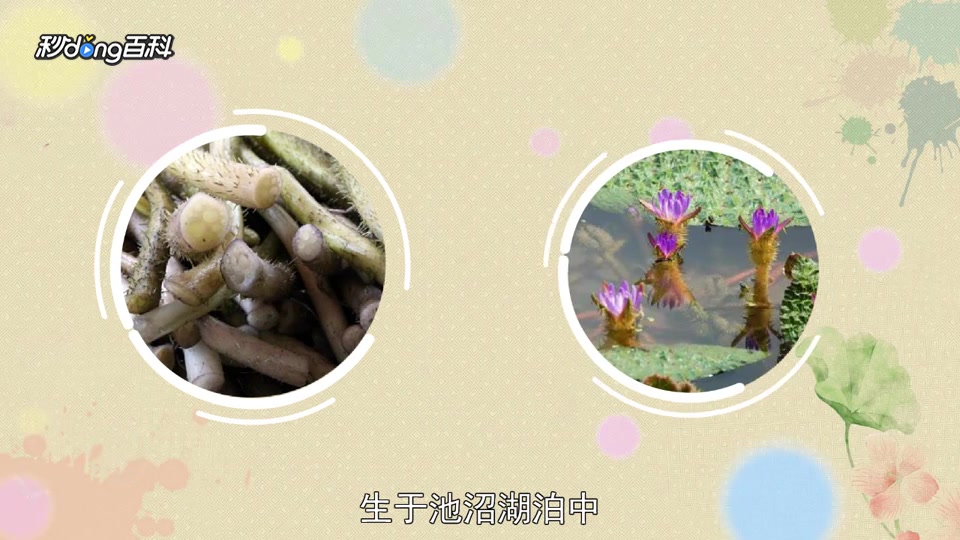 原来苏州鸡头米长这样