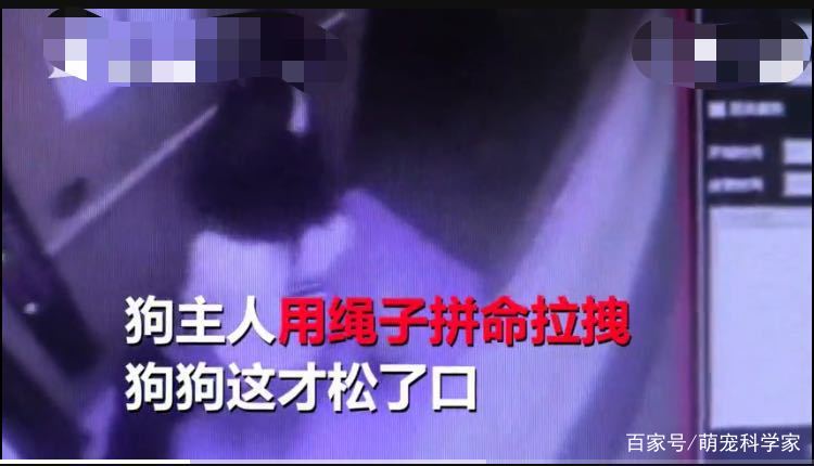 “大圣”私自外出被“抓获” 广汉森林公安:不允许私人饲养