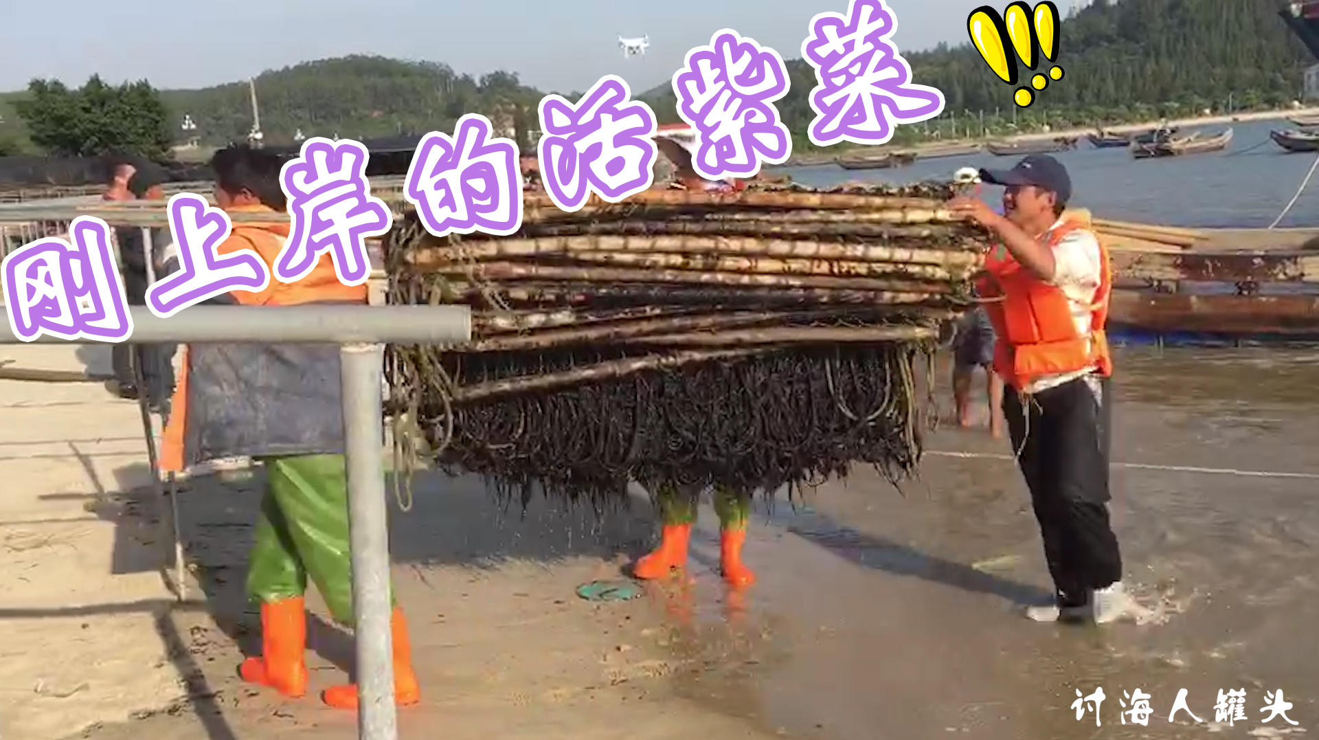 第一次见到活的紫菜!跟超市卖的果然不一样,还要这样加工才好吃