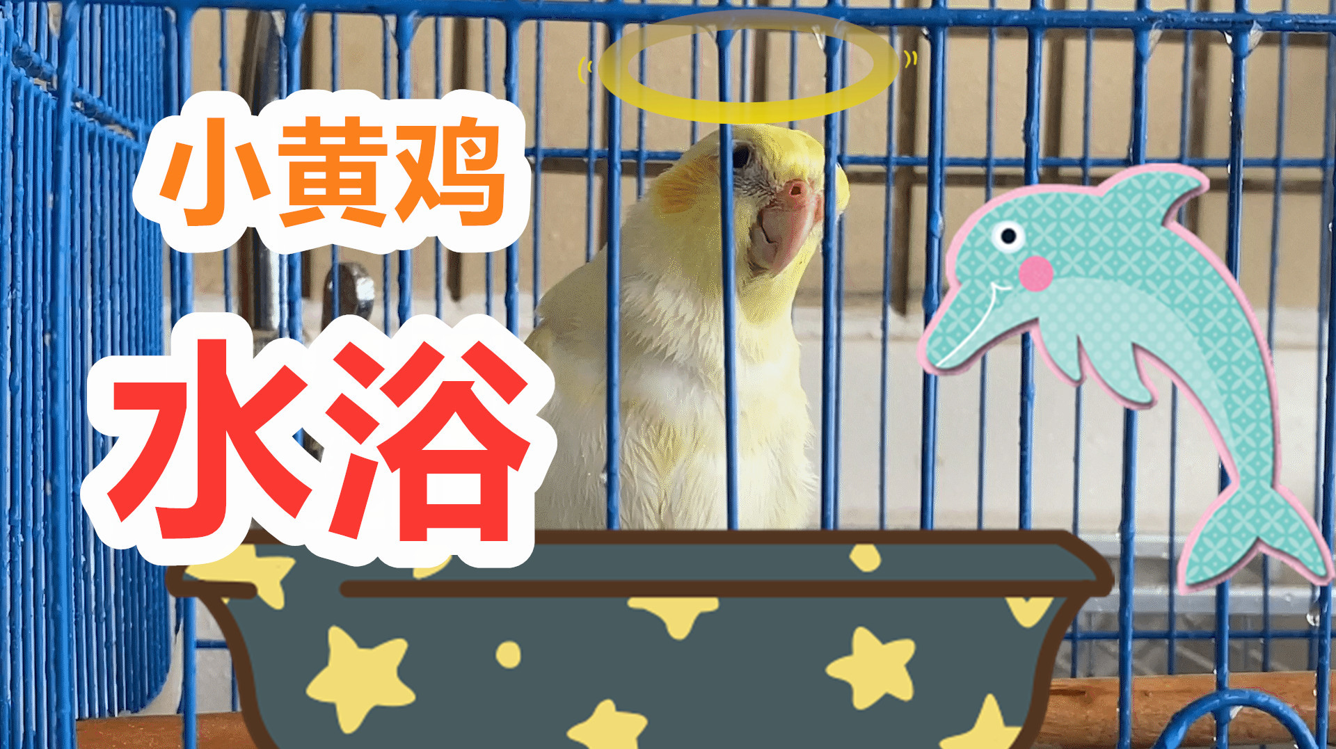 夏天给鹦鹉洗澡,一种不错的洗澡方式,小黄鸡很享受