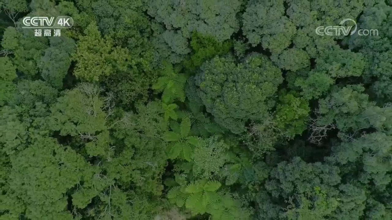 [图]美丽的中国热带雨林