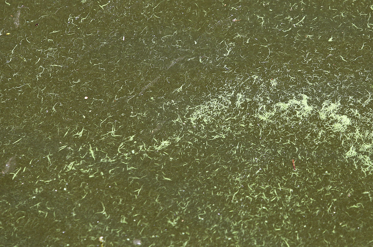 HARMFUL ALGAE期刊详细简介