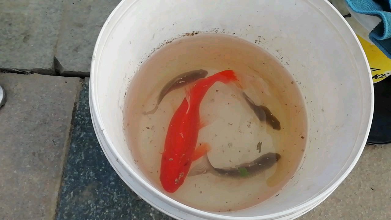 野钓:运气不错既然能钓到这么大的红鲫鱼还是红鲤鱼呢?