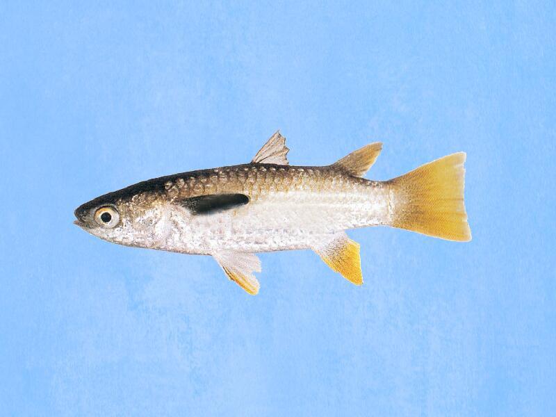 原来黄鲻鱼长这样