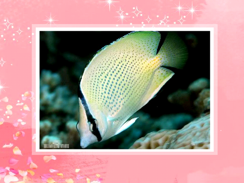 原来密点蝴蝶鱼长这样