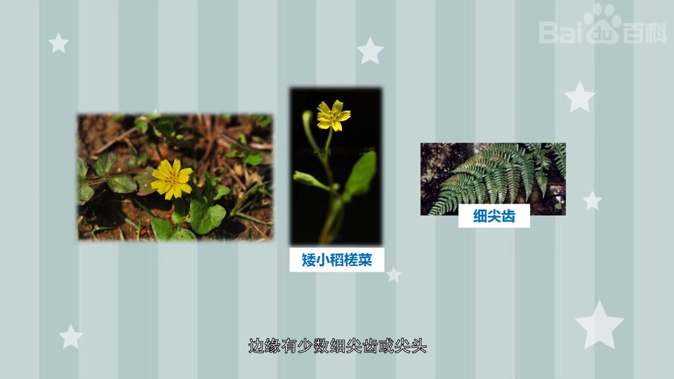 矮小稻槎菜