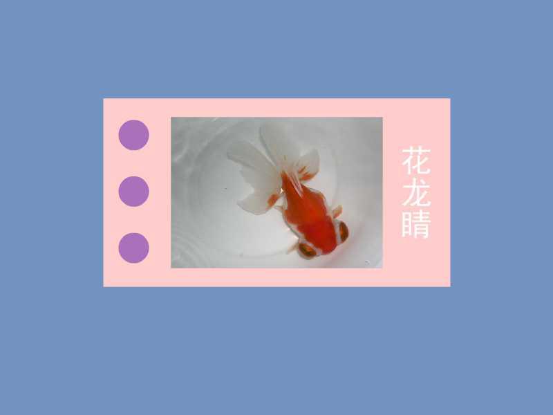 「秒懂百科」原来花龙睛长这样