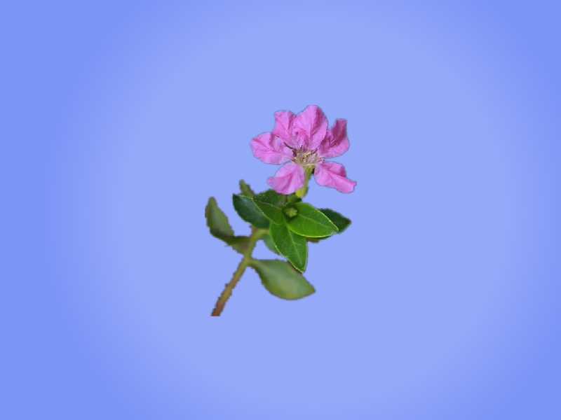 萼距花:千屈菜科、萼距花属灌木或亚灌木状