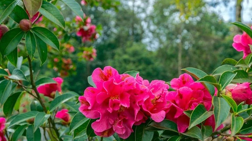 [图]一分钟了解山茶花