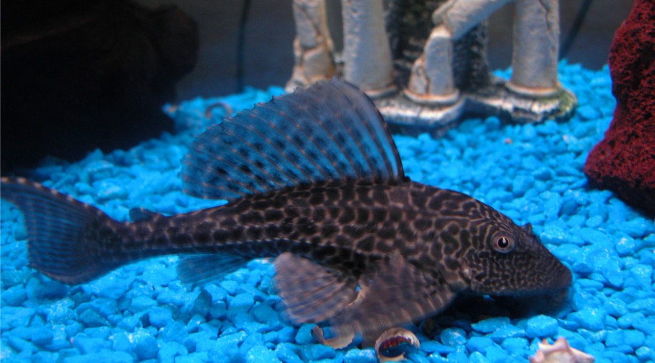 号称什么都吃的中国人,为什么却不敢吃这鱼?看完恍然大悟