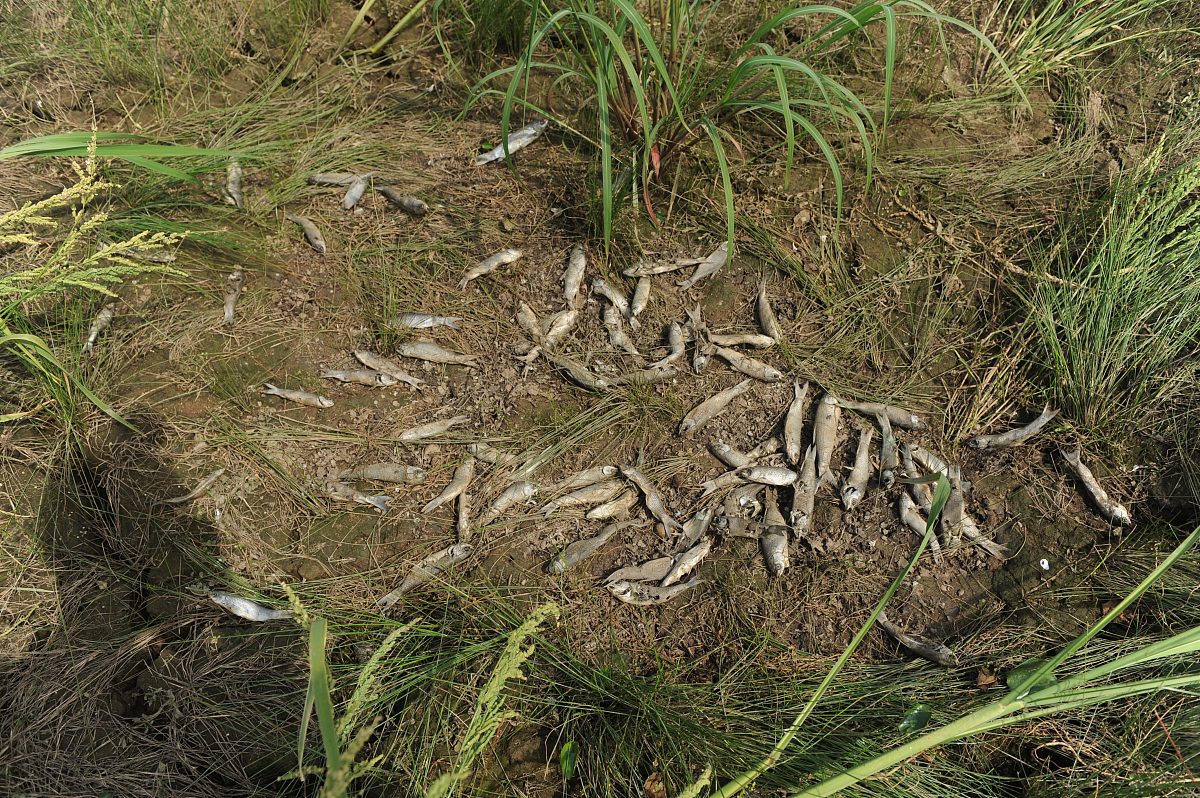 鄱阳湖植被健康指数下降：高温干旱导致土壤含水量降低
