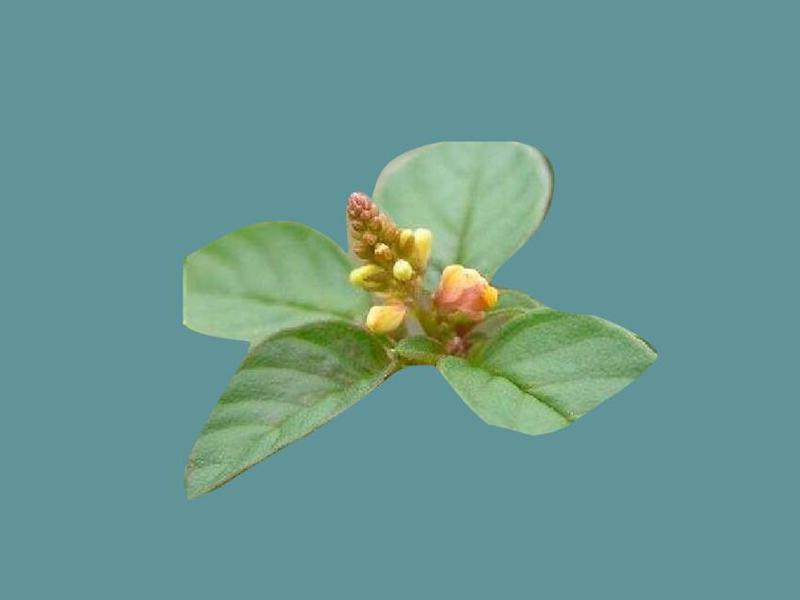 「秒懂百科」原来肾果小扁豆长这样