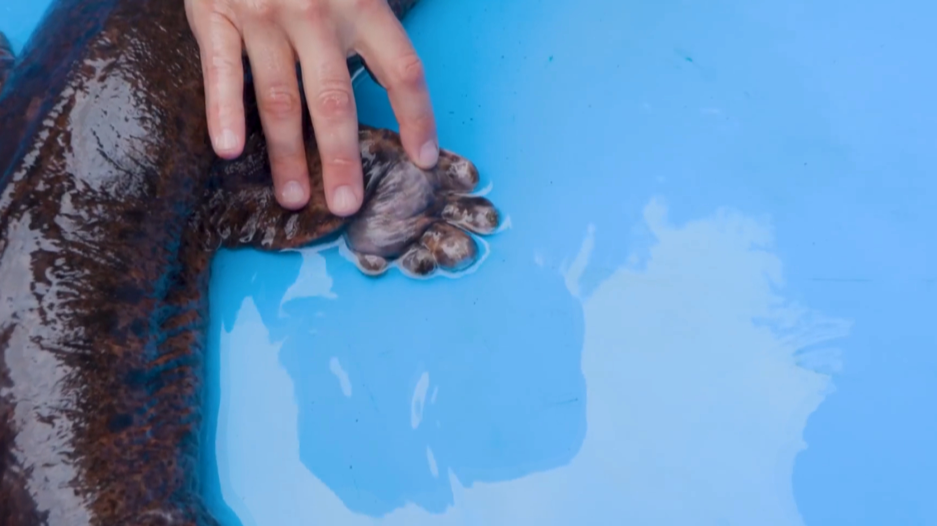 可爱蝾螈,拥有胖嘟嘟的脚趾和婴儿般的叫声,却身藏剧毒