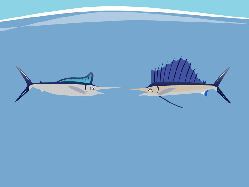 旗鱼和剑鱼有什么区别