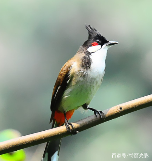 鸟种类图片大全 Uc今日头条新闻网