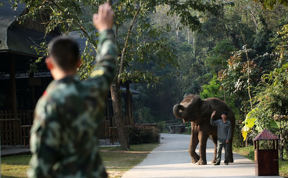 把大象放入冰箱需要几步