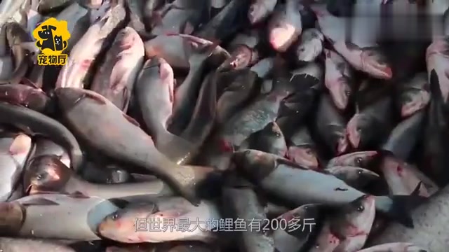 世界最大的鲤鱼,体重超过两百斤,网友:真真的锦鲤