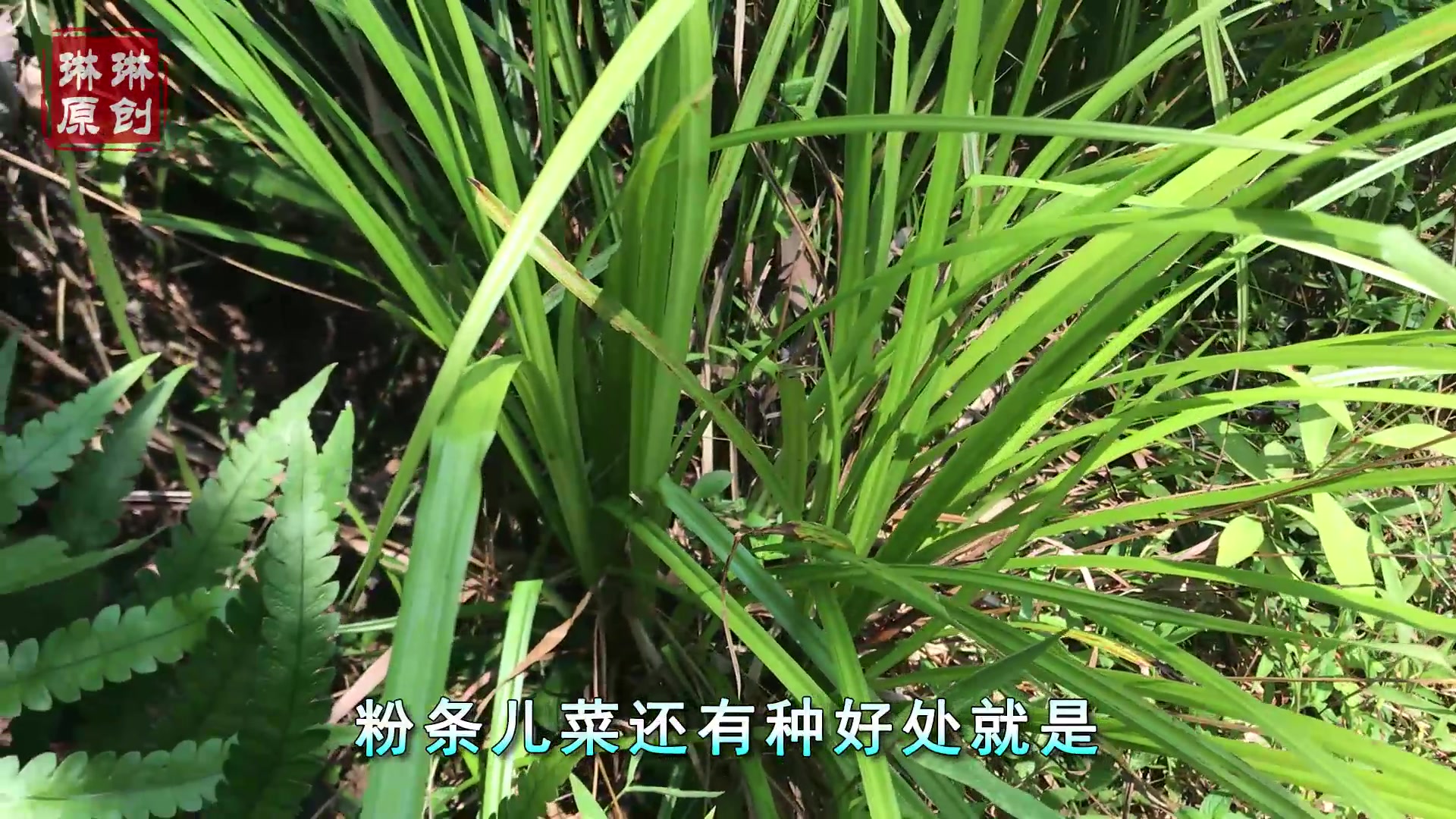 农村一酷似兰花的野草,用来煮鸡蛋最美味,一斤卖到30元