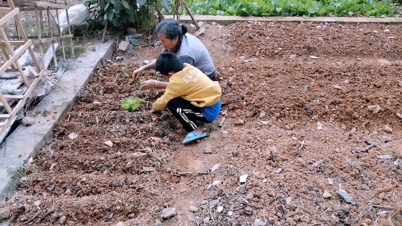 外婆带着9岁的外孙在地里种啥菜?为何说小菜苗容易长活?