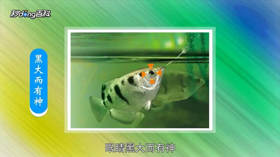 「秒懂百科」原来射水鱼长这样