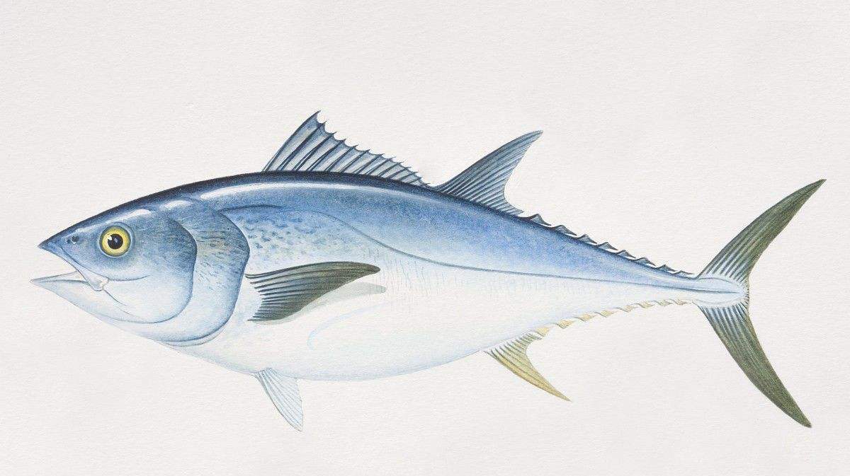 瘦弱小哥意外获得了最大的金枪鱼,过程艰难,网友:佩服佩服