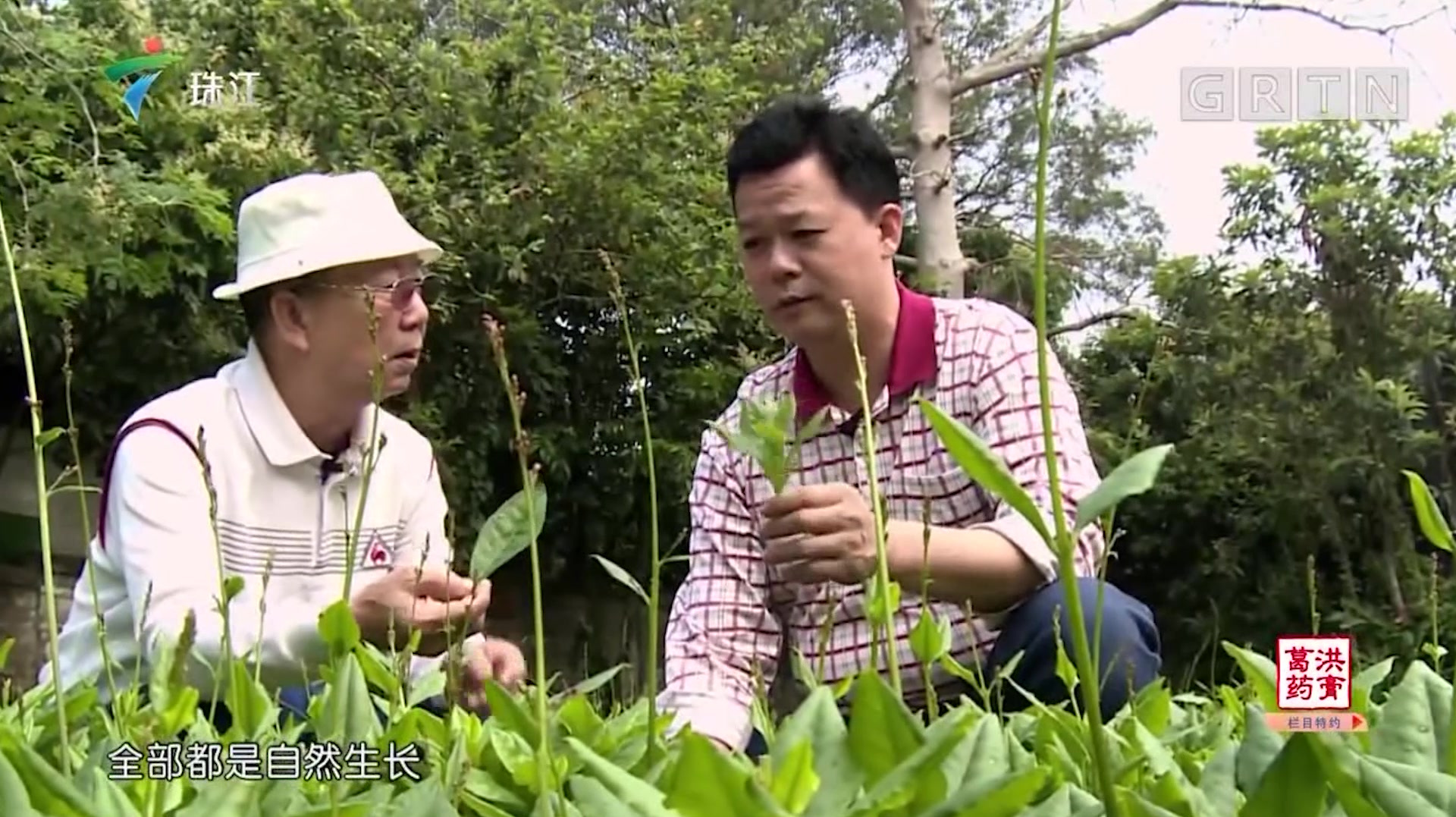 大户一个偶然机会,发现田七菜,成功的将这个菜摆上了餐桌