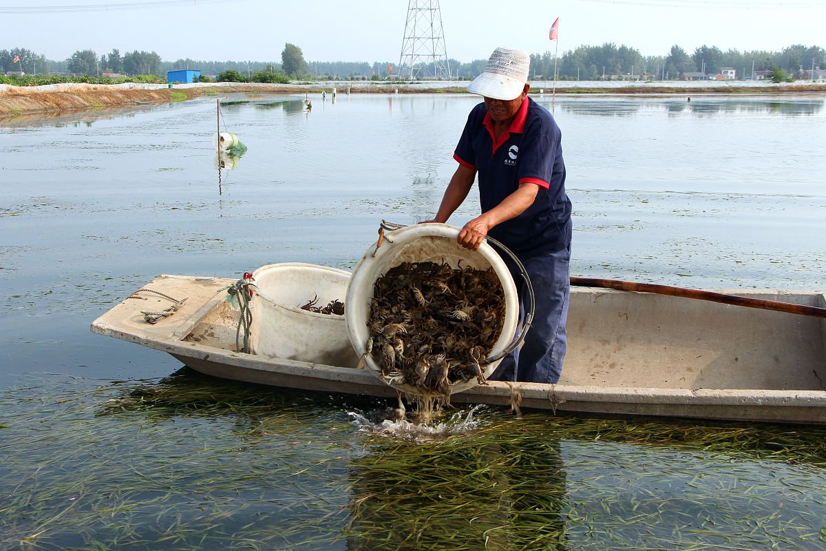 设计一种中华绒螯蟹的饲料配方