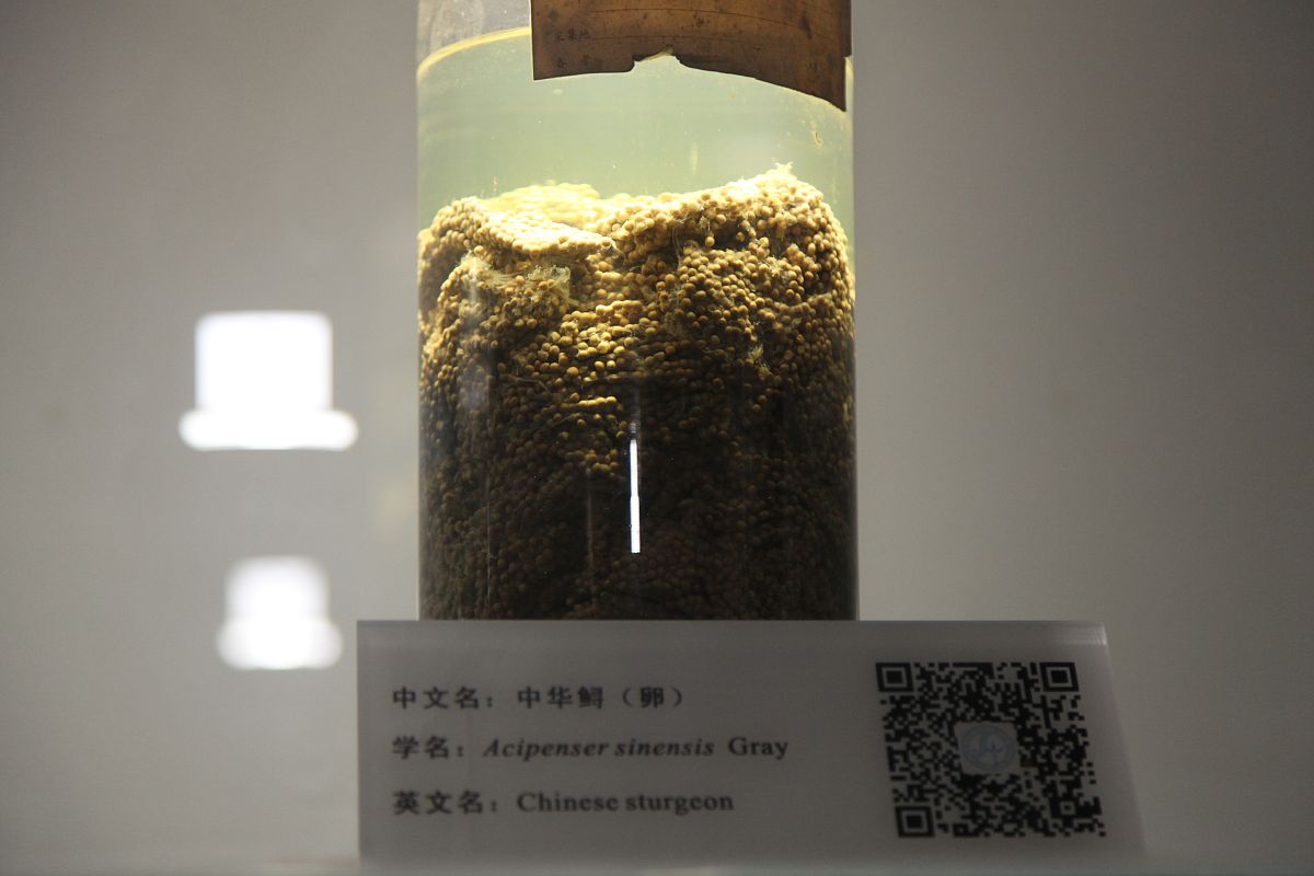 2019年12月13日,武汉,中华鲟的卵.