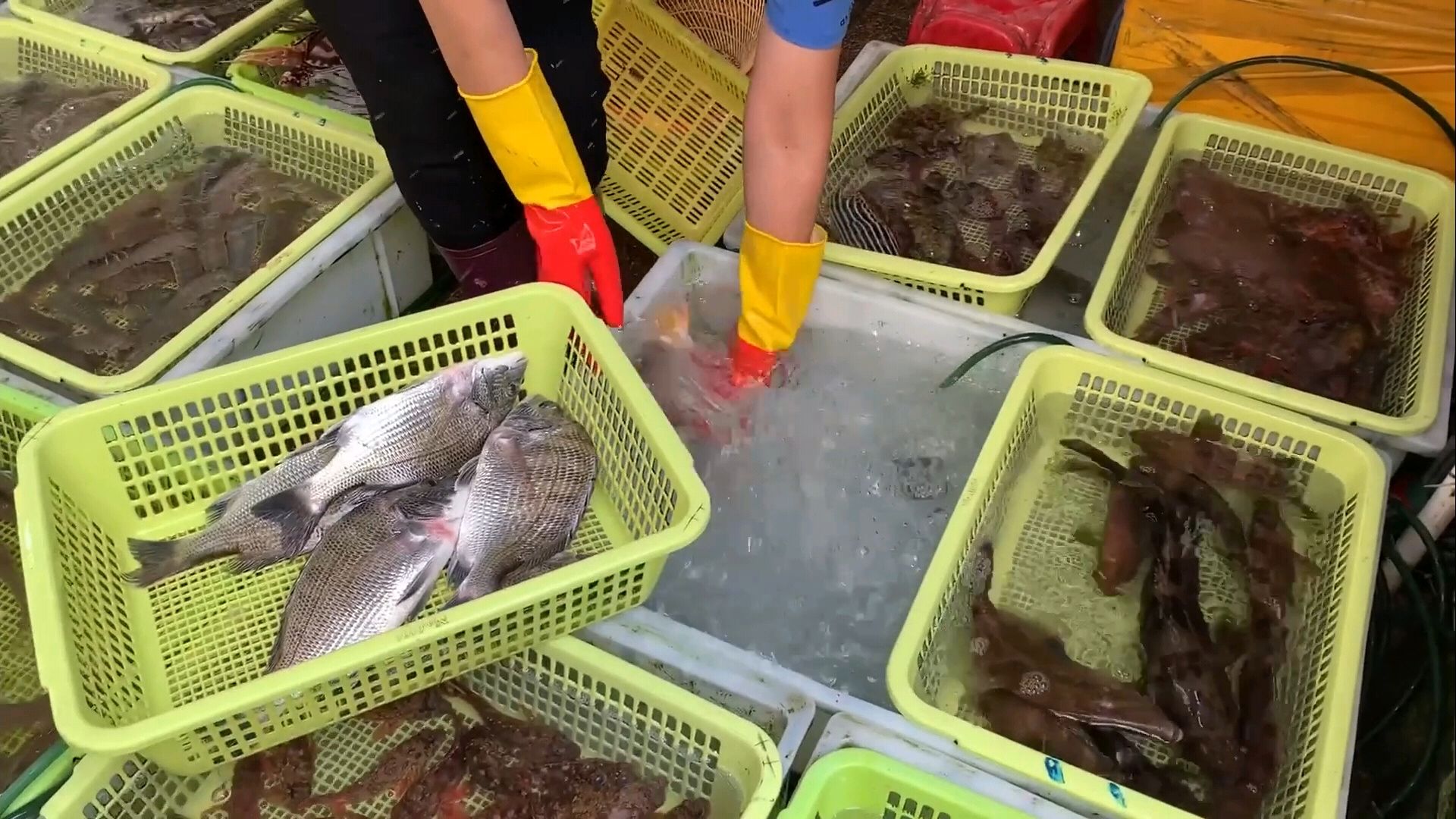 展嫂首次出镜,现场向大家展示卖鱼绝活,鱼货一下子全被卖光光