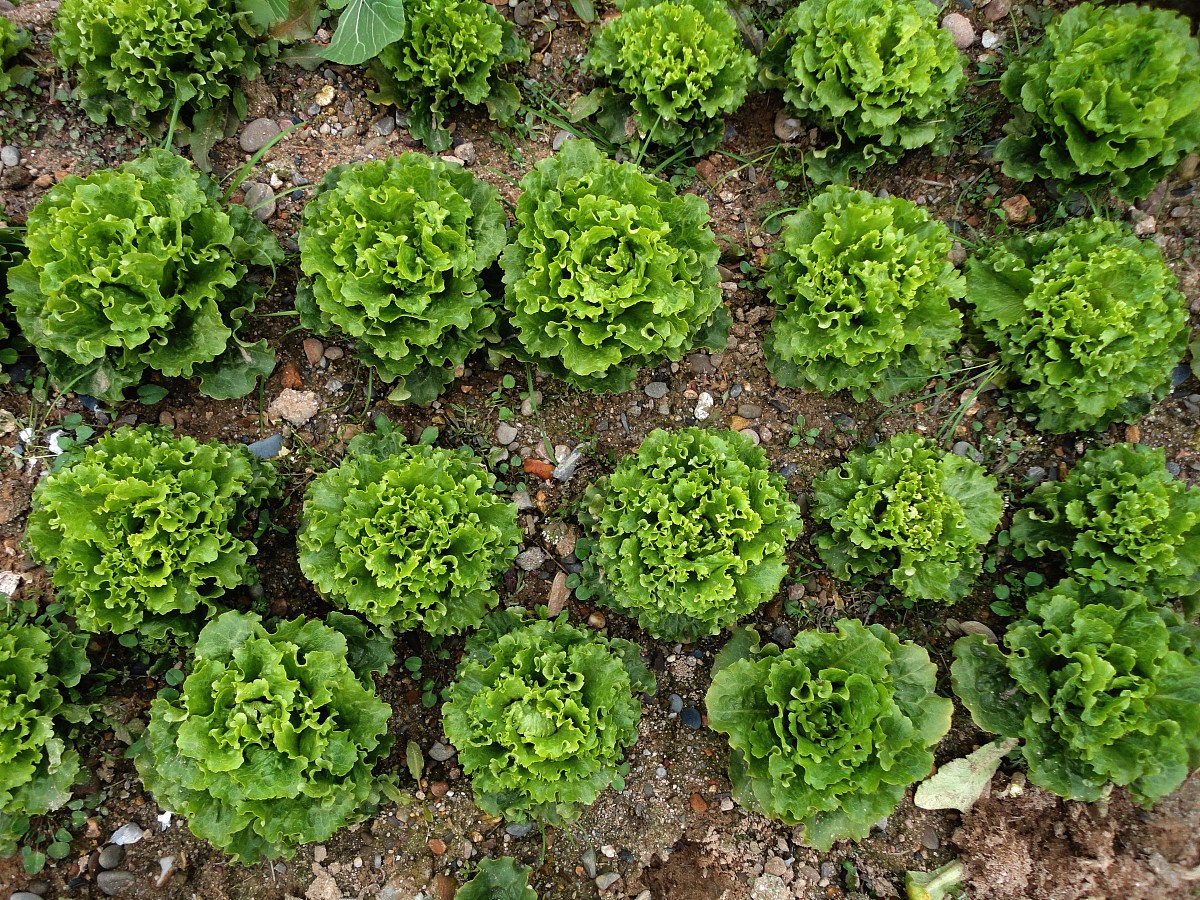 赞美春天的诗歌：感受生命的美丽与活力