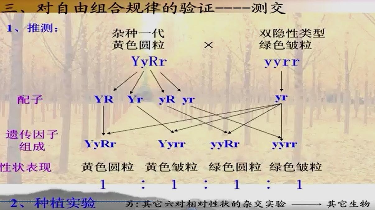 [图]人教版 高一生物必修二 第1章 第2节_孟德尔杂交实验(二)