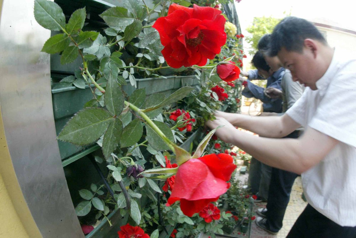 2006年5月14日下午,在北京朝阳区居民孙宝童,孙佳杰父子家中见到已申