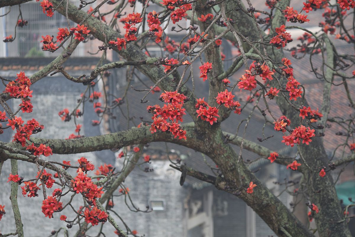 豆蔻梢头二月初是什么意思
