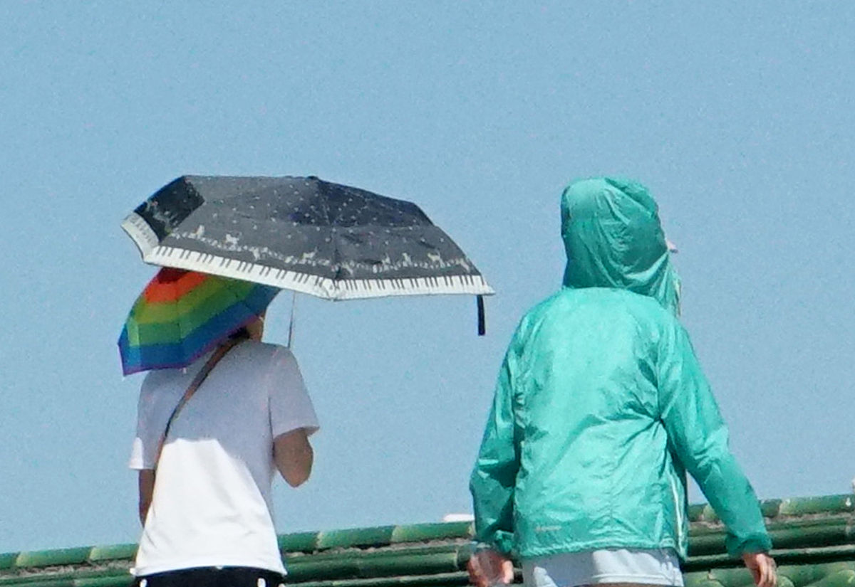 夏日热浪：无声的束缚与顽强的生命力