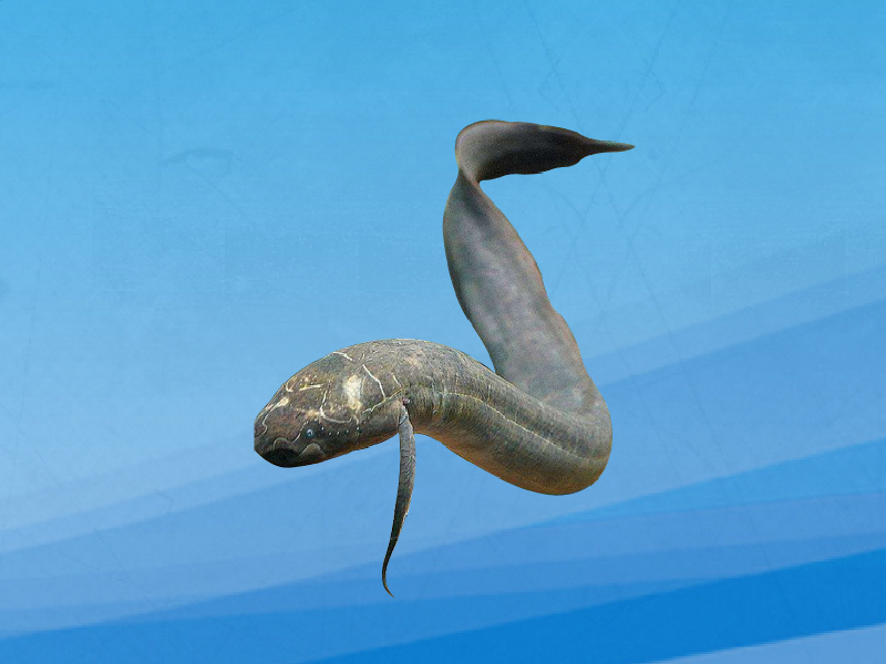 原来南美肺鱼长这样