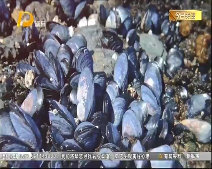 贻贝虽然味美 食用还须谨慎
