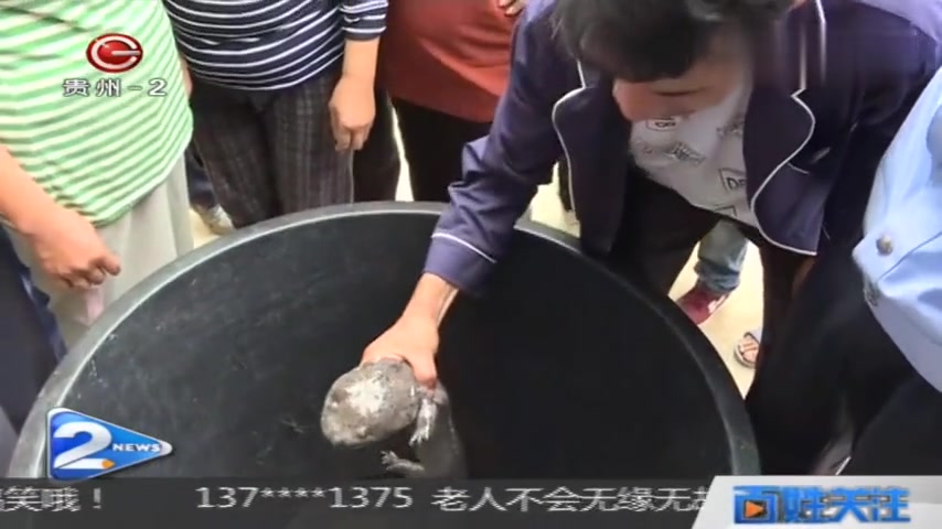 村子小溪边捡到了一条怪鱼,跟蛇一样?竟是国家二级保护动物