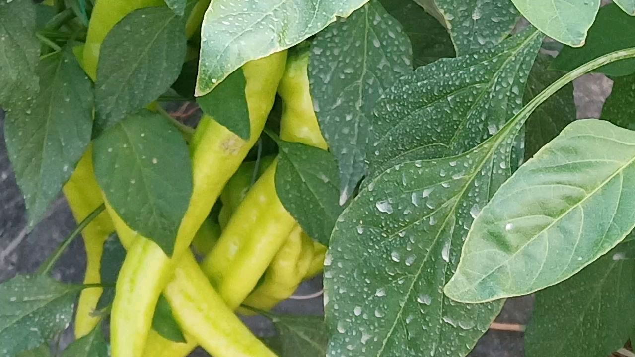 参观蔬菜种植大棚