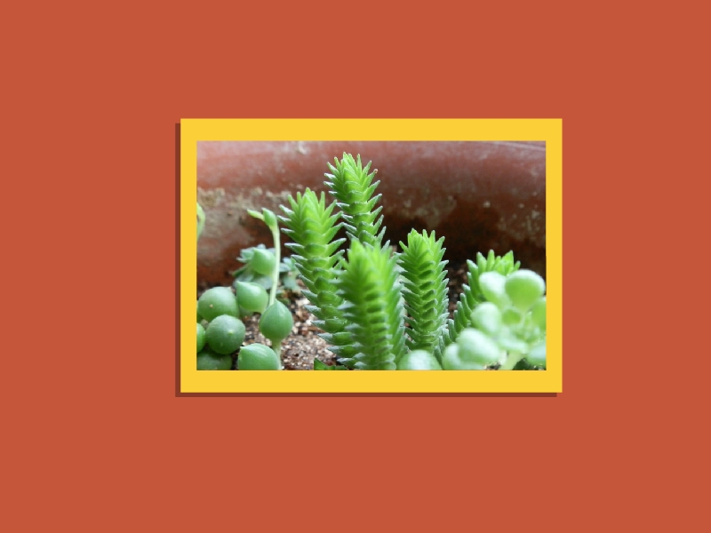 方鳞绿塔:是宝塔状的多肉植物