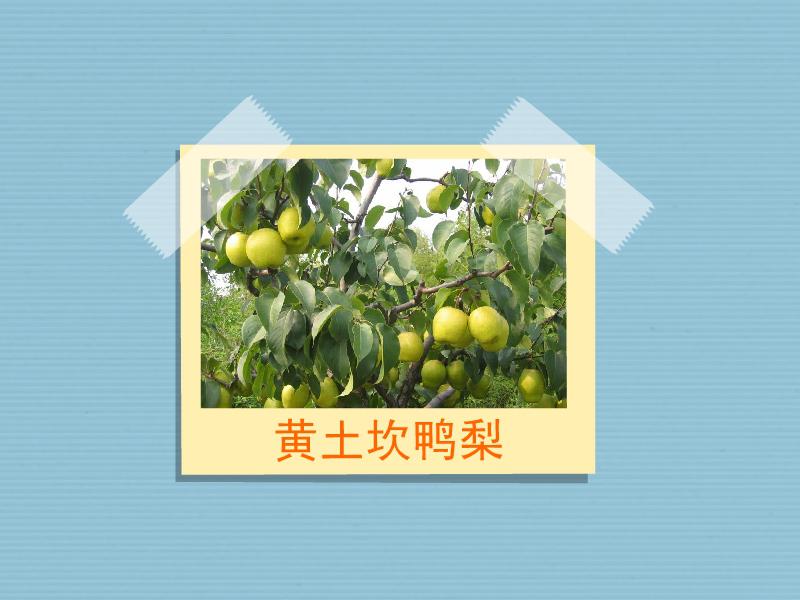 「秒懂百科」原来黄土坎鸭梨长这样