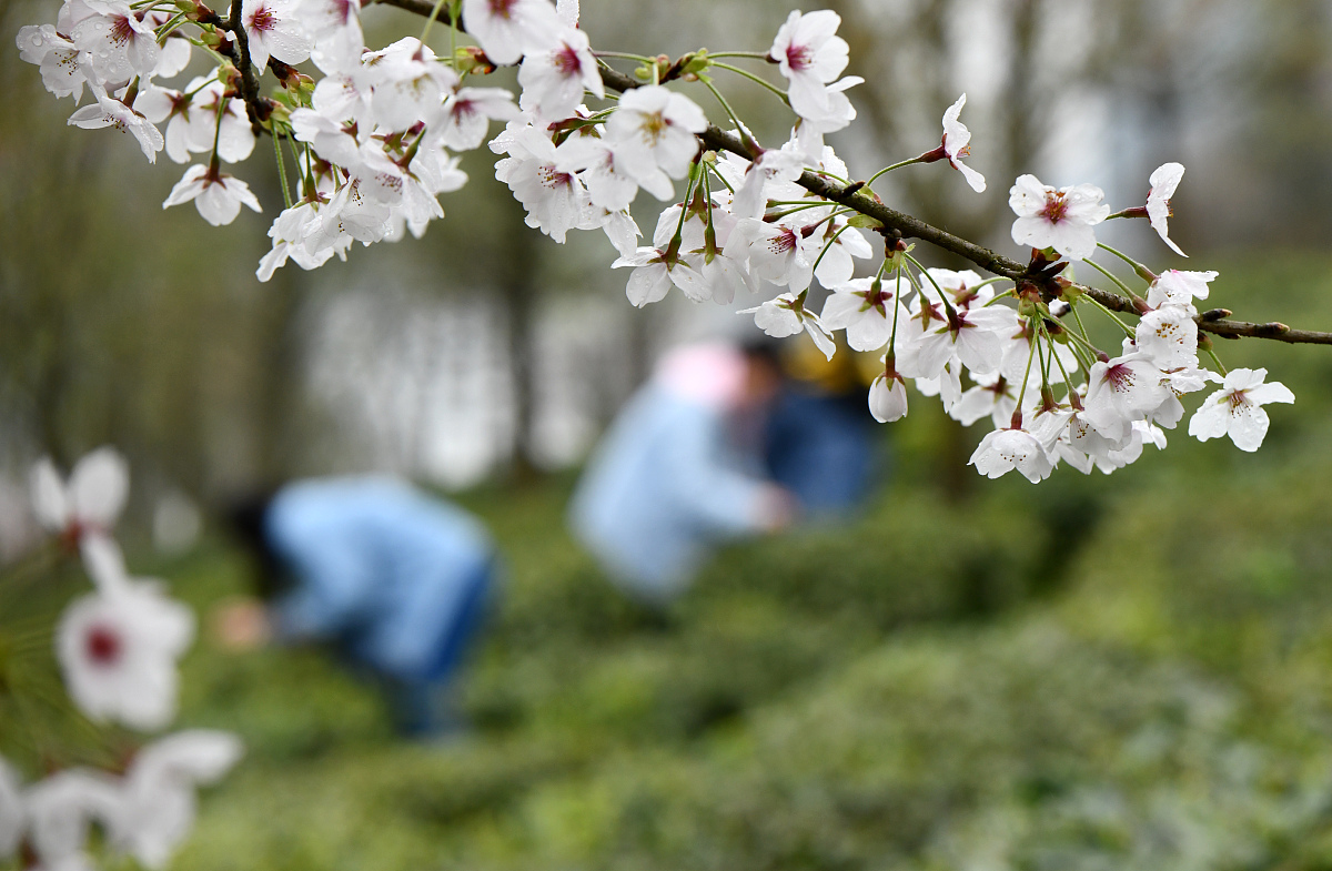 落花有意随流水流水无心恋落花全诗